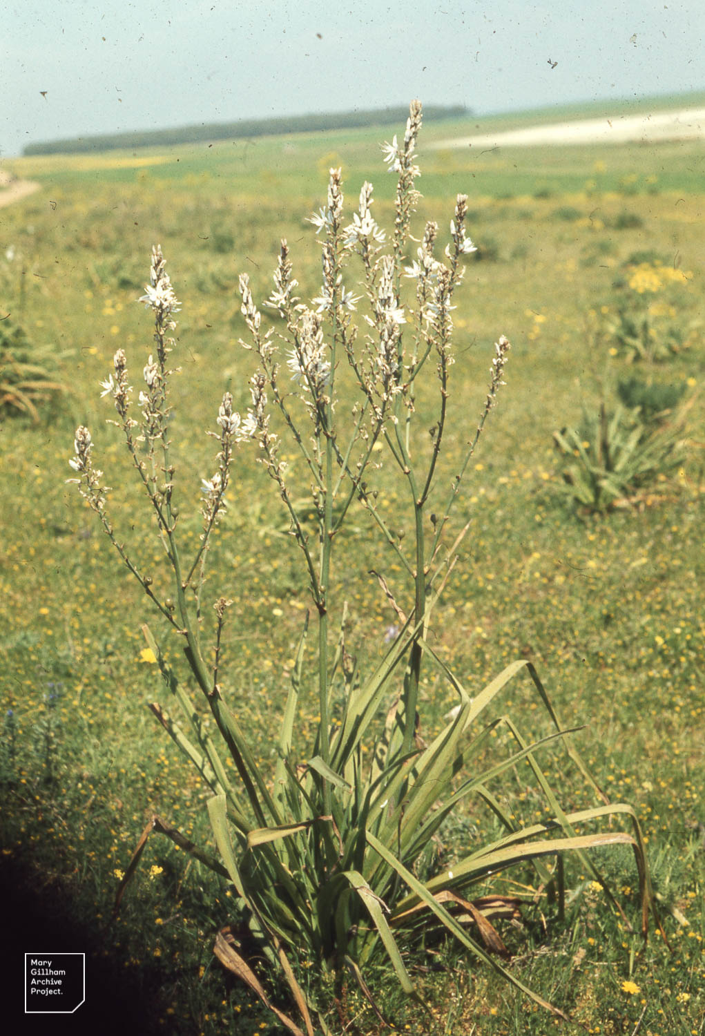Atlantic Plain