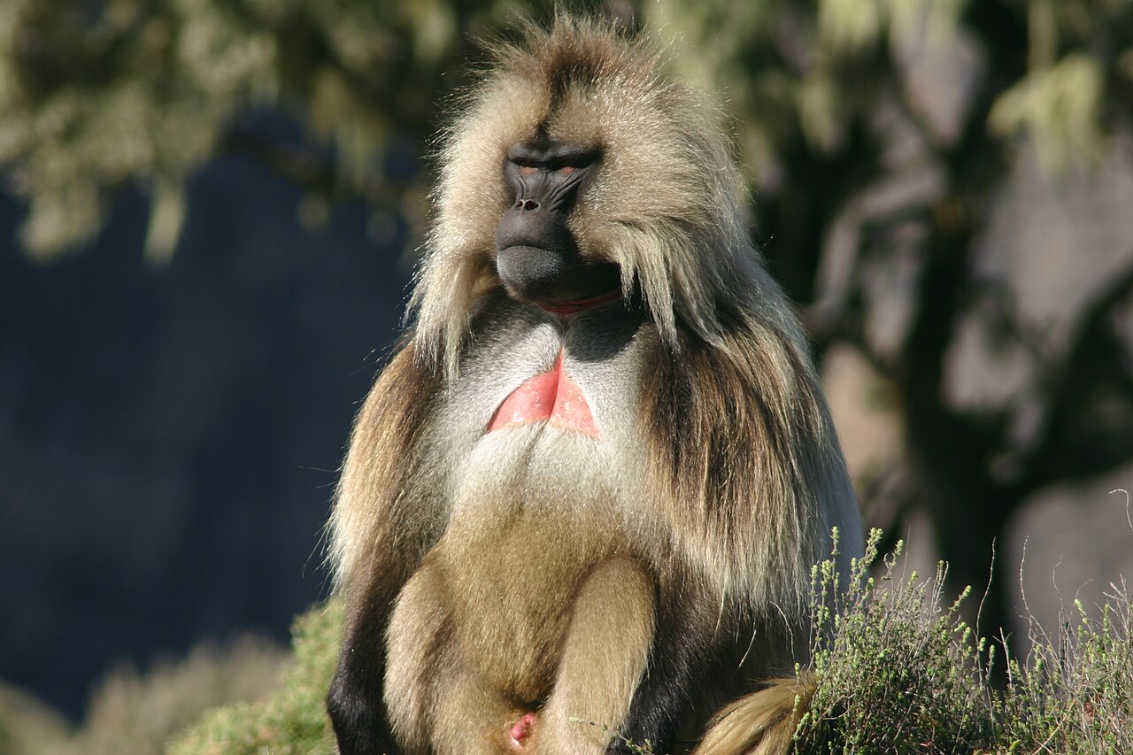 Ethiopian Highlands